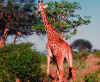 giraf.jpg (275365 byte)